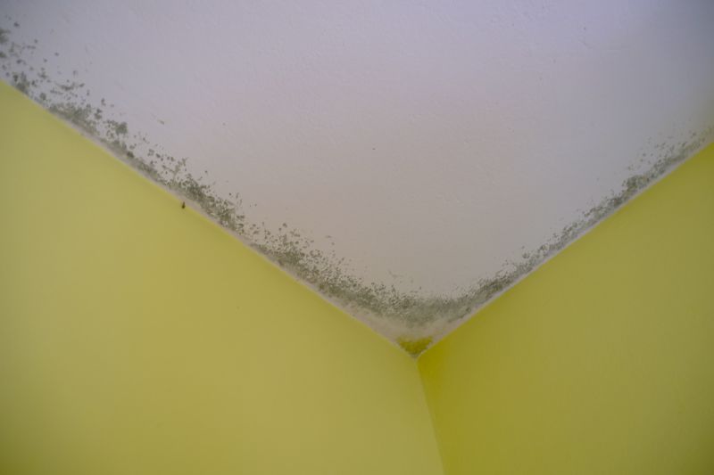 Ceiling Mold Removal in Fort Worth, TX