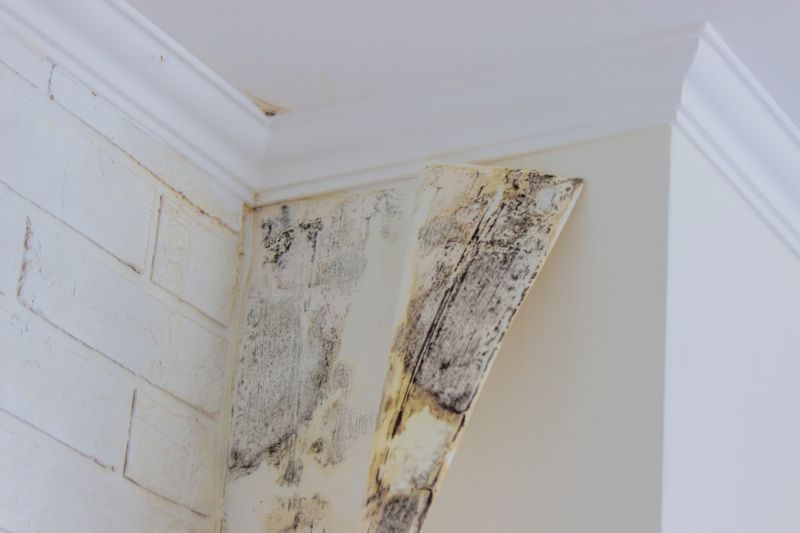 Ceiling Mold Removal in Essex County, NJ
