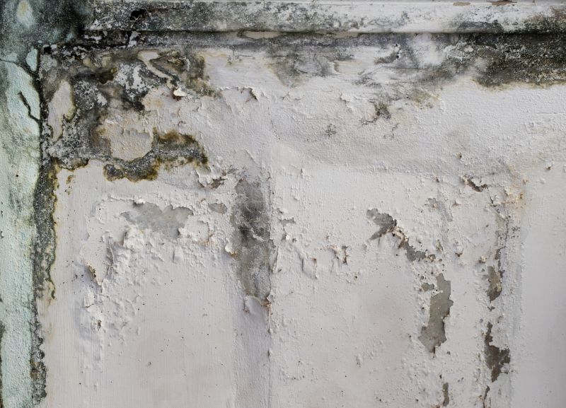 Garage Mold Remediation in Fort Lauderdale, FL