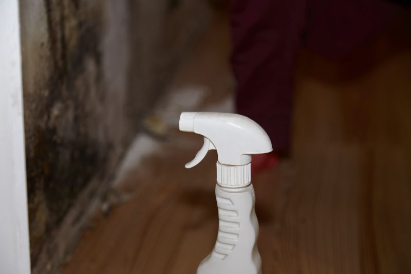 Mold Removal in Frisco, TX