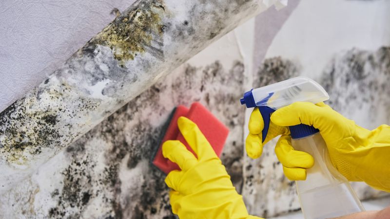 Mold Restoration in Broward County, FL