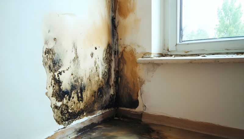 Mold Treatment Service in Essex County, NJ