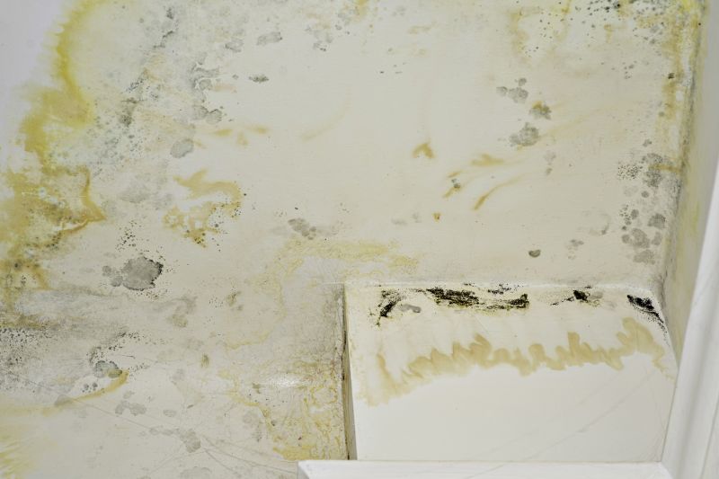 White Mold Mitigation in Dallas, TX