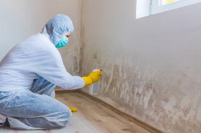 White Mold Mitigation in Broward County, FL