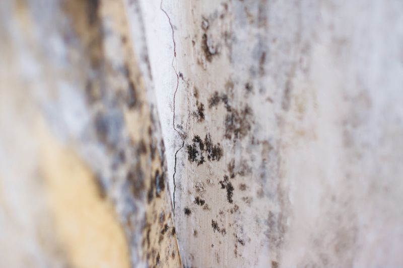White Mold Mitigation in Boca Raton, FL