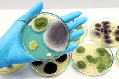 Mold Inspection, Mold Inspection, Missouri