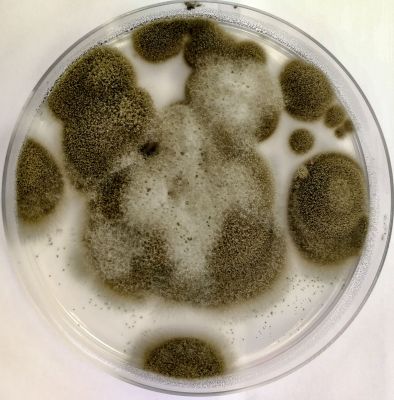 Cladosporium Mold Testing Service
