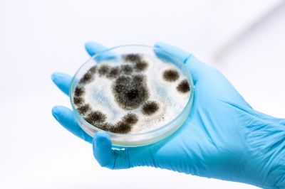 Aspergillus Mold Testing Service
