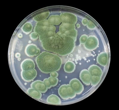 Penicillium Mold Testing Service