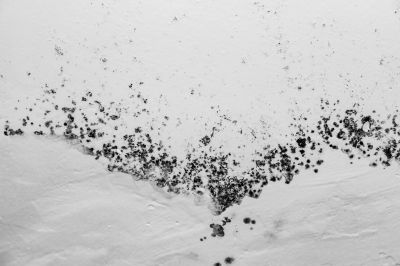 Stachybotrys (Black Mold) Testing Service